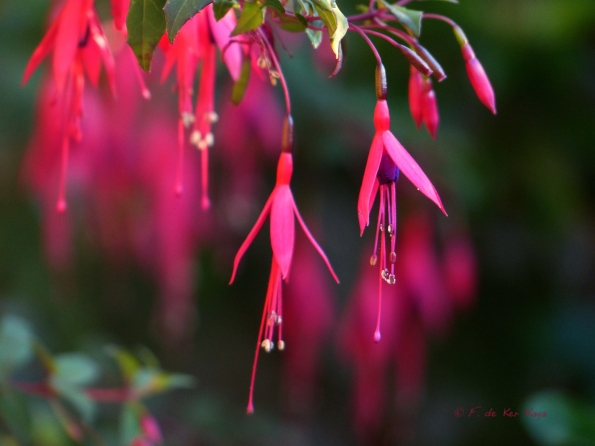 Eté indien au Bois des Moutiers 4